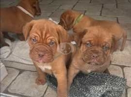 11 beautiful Bordeaux puppies for sale