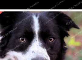 Border Collie