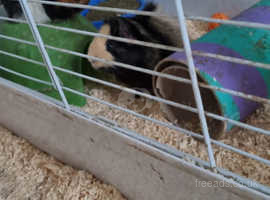 2 boar guinea pigs