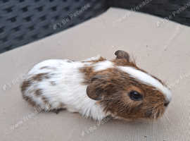 Baby guinea pigs
