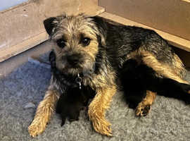 Border terrier for hot sale adoption near me