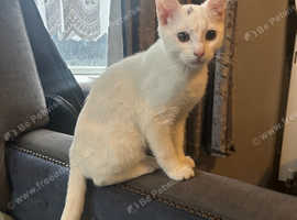 BOY KITTEN