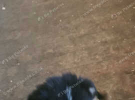 Beautifull collie puppy from working line