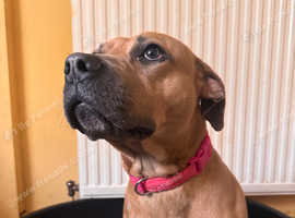 Staffy cross needs new home