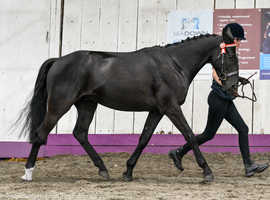 Super gelding for sale
