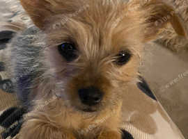 Chorkie puppy