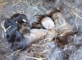 8 holland lop rabbits for sale