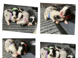 Beautiful Blue Merle Border Collie Puppies