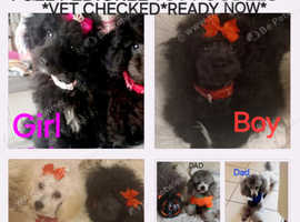 *2 LEFT*FULL PEDIGREE TOY POODLES*VET CHECKED*HEALTH TESTED*