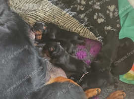 Rottweiler puppies need loving homes