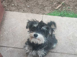 Small schnauzer