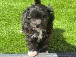 Maltipoo Asian tiny babies