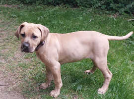 Beautiful female boerboel puppy
