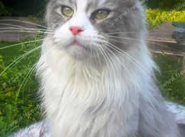 Beautiful Maine Coon Girl | Ready to be adopted