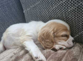 Beautiful little girl for rehoming