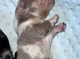 Top quality KC reg miniature dachshunds