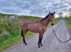 5yo 15hh Irish sports horse