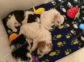 Maltipoo puppies for sale (male)