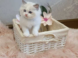 Fully GCCF Certified Pedigree Ragdoll kittens Blue Point & White Bicolour championship showing status