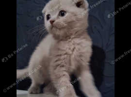 Beautiful kittens available