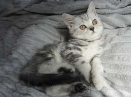 Silver Tabby British Shorthair kittens girls and boy