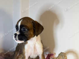 KC boxer puppies ready to leave