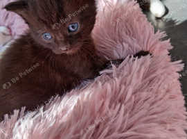 2 kittens for sale