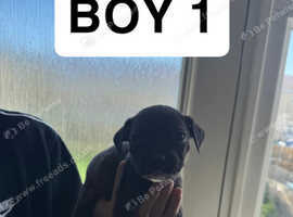Staffy cross pups for sale