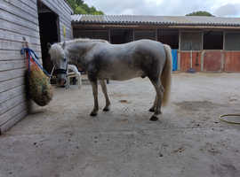 Part Loan 12.1hh DHP