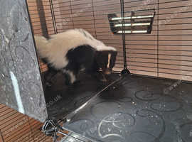 Male 6 month old skunk