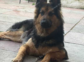 10 month German shepherd