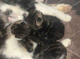 cute kittens