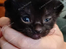 KITTENS FOR SALE