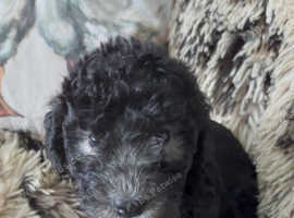 Bedlington terrier pups.