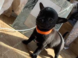 Little boy Pomeranian x