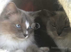 Two female ragdolls for sale £250 each or £400 for both