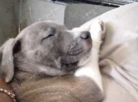 Blue cane corso x staff puppy