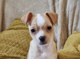 2 female chug pups for sale