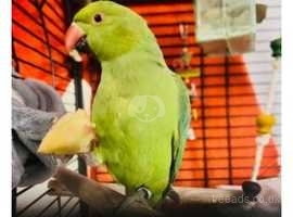 Missing Ringneck Parrot