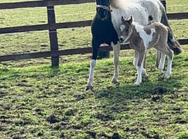 Lovely piebald mare with dun and white colt foal at foot.