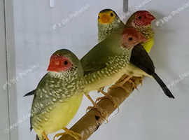 Star Finches  male female,6