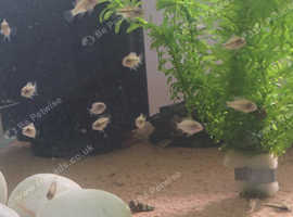 Kribensis juveniles for sale