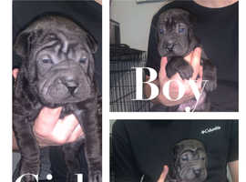 Pups for sale