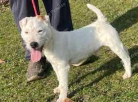 White Lakeland terrier dog pup