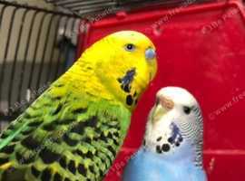 Bonded pair of budgies