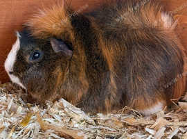 Male and female guinea pigs