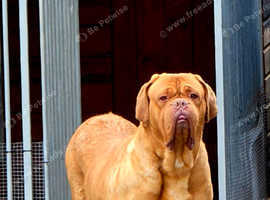Dogue de bordeax free to good home