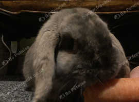 rabbit