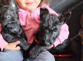 Fully vaccination Scottish terriers girls puppies available