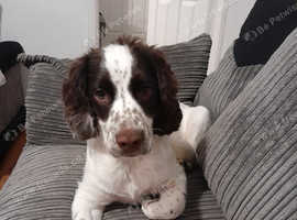 Springer  spaniel
